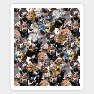 Cats Face Funny Cat Collage Sticker